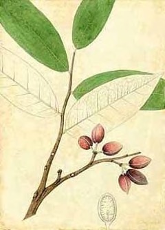 Oxandra laurifolia Yaya, lancewood Oxandra laurifolia Yaya, lancewood
